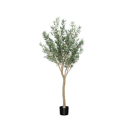 Olea Europaea olajfa műnövény