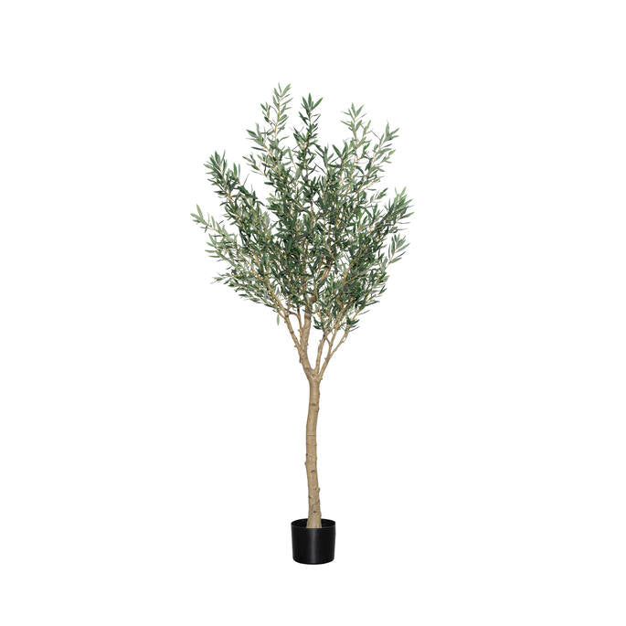 Olea Europaea olajfa műnövény