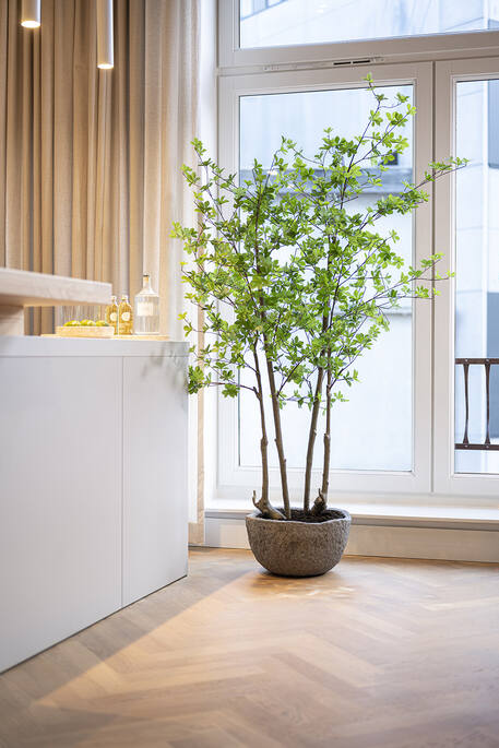 Enkianthus perulatus műnövény