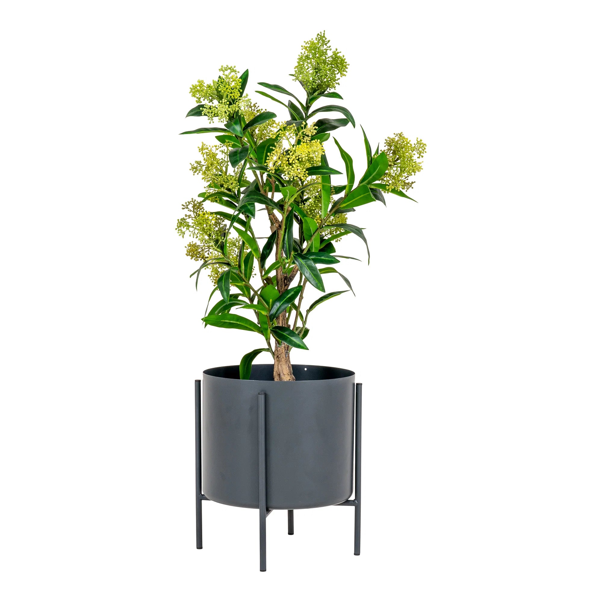 Skimmia (Dérbabér) műnövény 75 cm