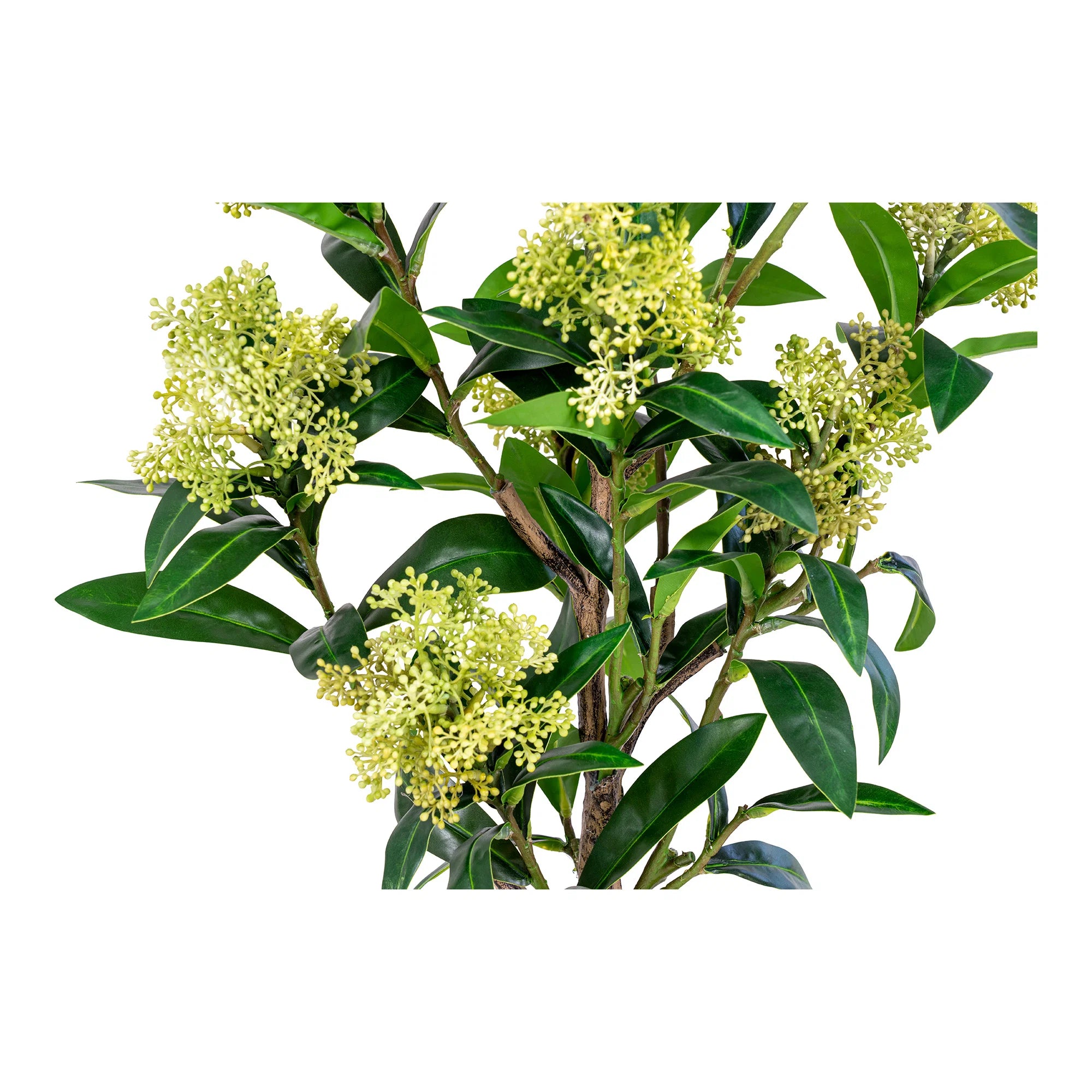 Skimmia (Dérbabér) műnövény 75 cm