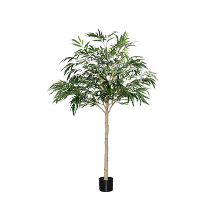 Ficus Alii műnövény