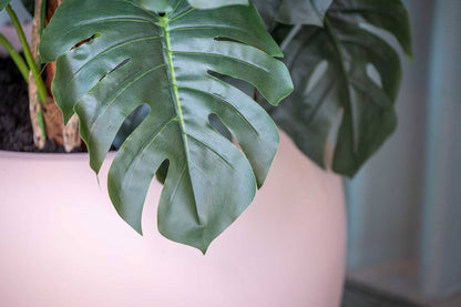 Monstera Pertusum műnövény