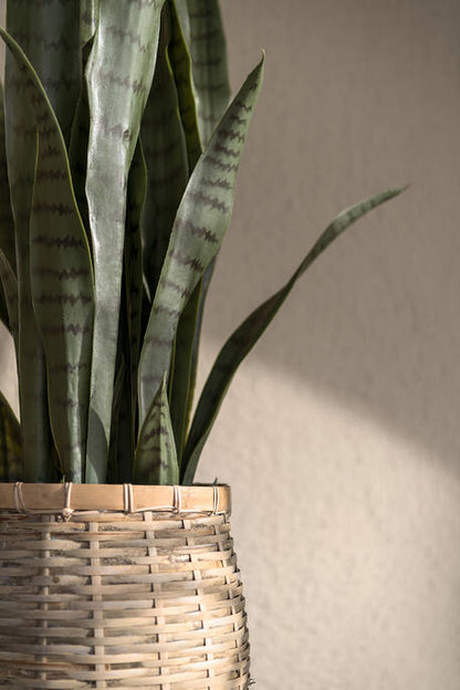 Sansevieria műnövény