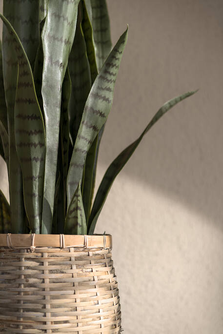 Sansevieria műnövény