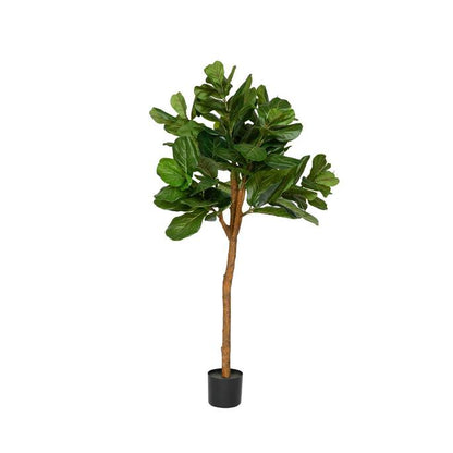Ficus Lyrata műnövény