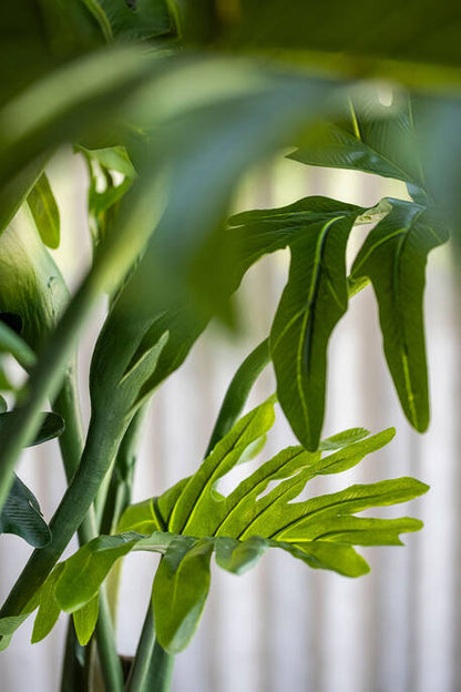 Philodendron műnövény