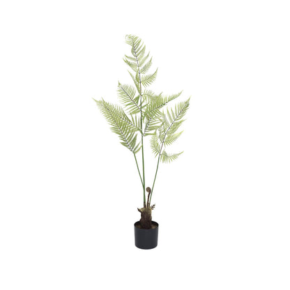 Fern páfrány műnövény