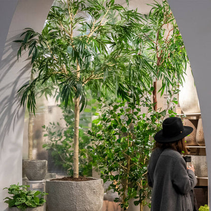 Ficus Alii műnövény