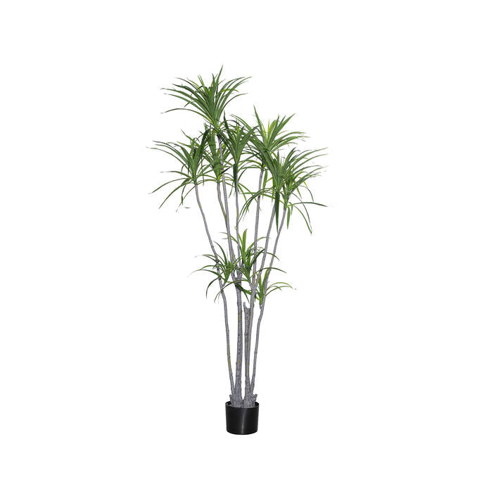 Dracaena Marginata  műnövény