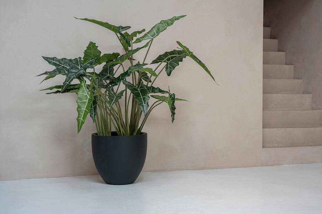 Alocasia taro műnövény