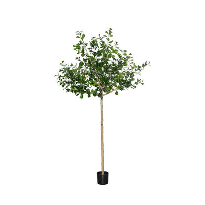 Ficus Triangularis XL műnövény