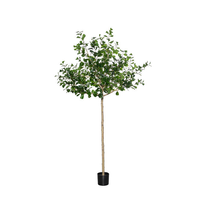 Ficus Triangularis XL műnövény