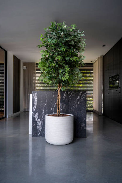 Ficus tree műnövény
