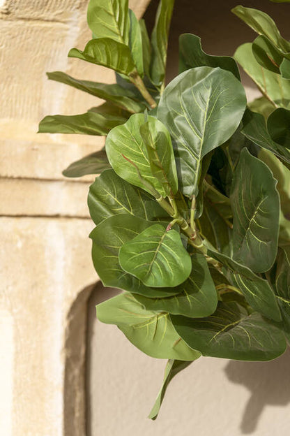 Ficus Lyrata műnövény