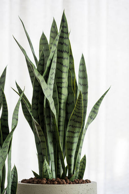 Sansevieria műnövény