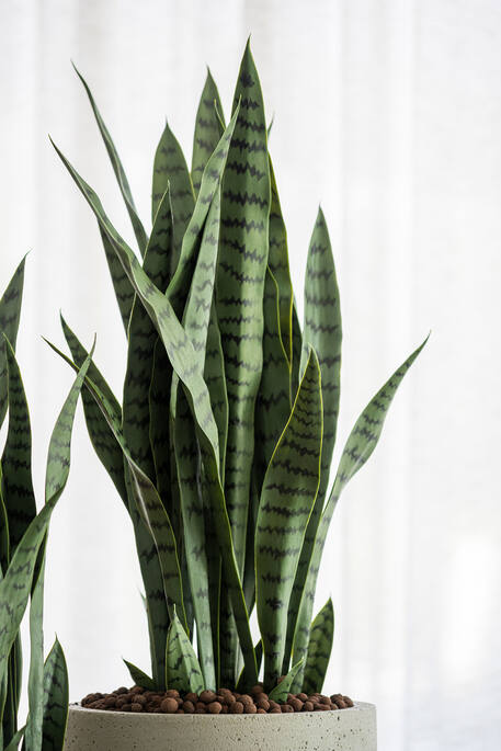 Sansevieria műnövény