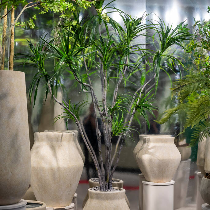 Dracaena Marginata  műnövény