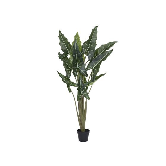 Alocasia taro műnövény