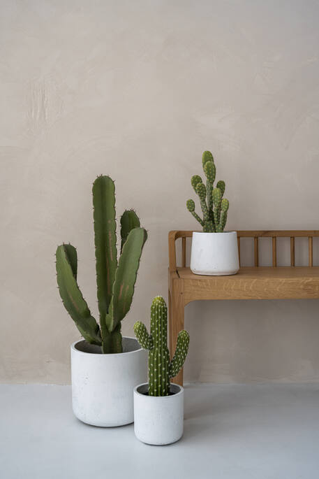 Cactus Opuntia műnövény