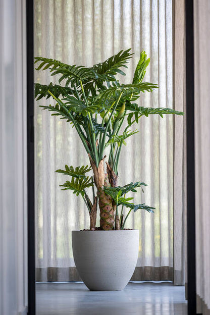 Philodendron műnövény