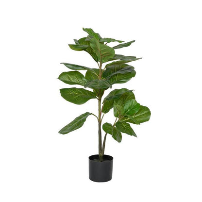 Ficus Lyrata műnövény