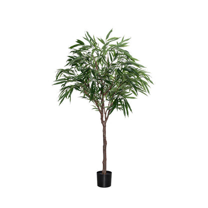 Ficus Alii műnövény
