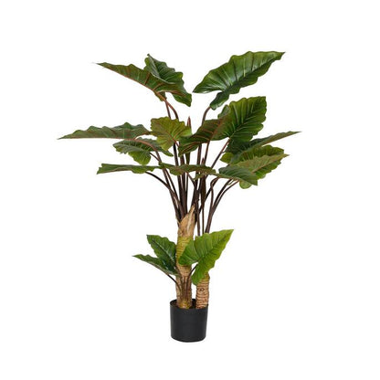 Alocasia műnövény