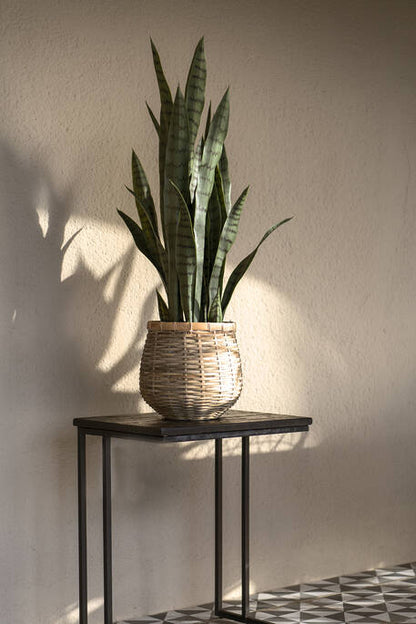 Sansevieria műnövény