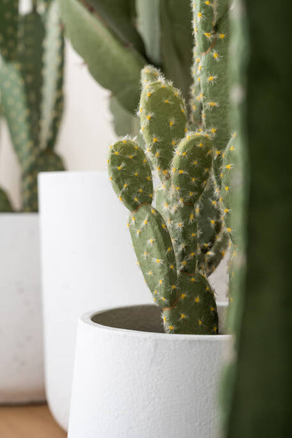 Cactus Opuntia műnövény