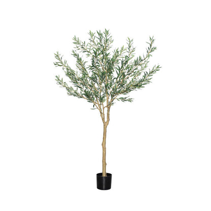 Olea Europaea olajfa műnövény