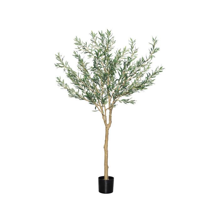 Olea Europaea olajfa műnövény