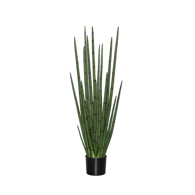 Sansevieria anyósnyelv műnövény